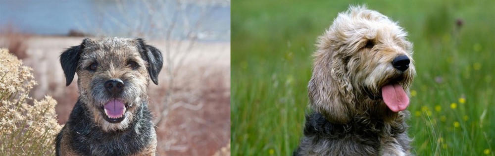 Otterhound vs Border Terrier - Breed Comparison