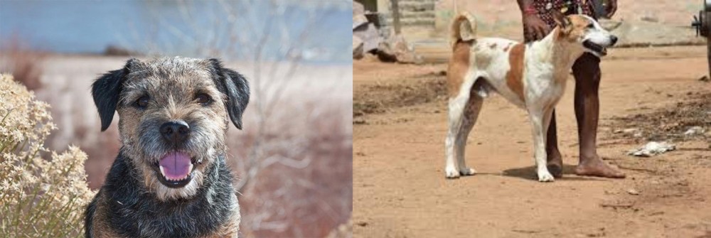 Pandikona vs Border Terrier - Breed Comparison
