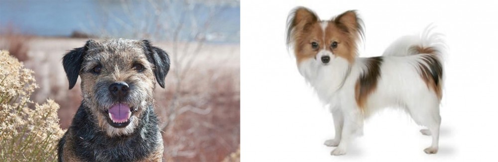 Papillon vs Border Terrier - Breed Comparison