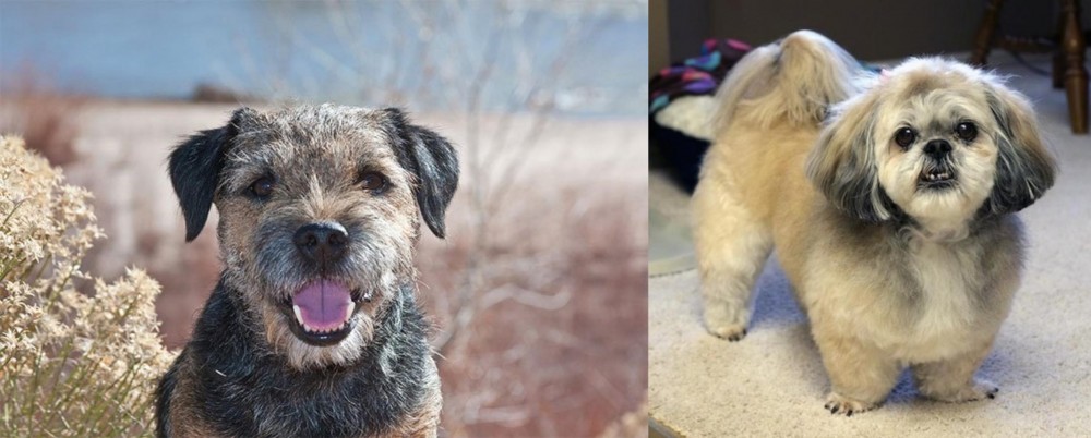 PekePoo vs Border Terrier - Breed Comparison