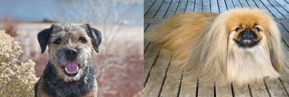 Pekingese vs Border Terrier - Breed Comparison