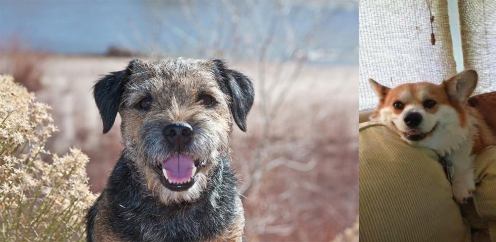 Pembroke Welsh Corgi vs Border Terrier - Breed Comparison