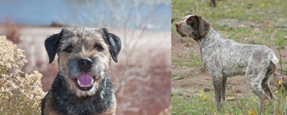 Perdiguero de Burgos vs Border Terrier - Breed Comparison