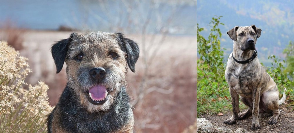 Perro Cimarron vs Border Terrier - Breed Comparison