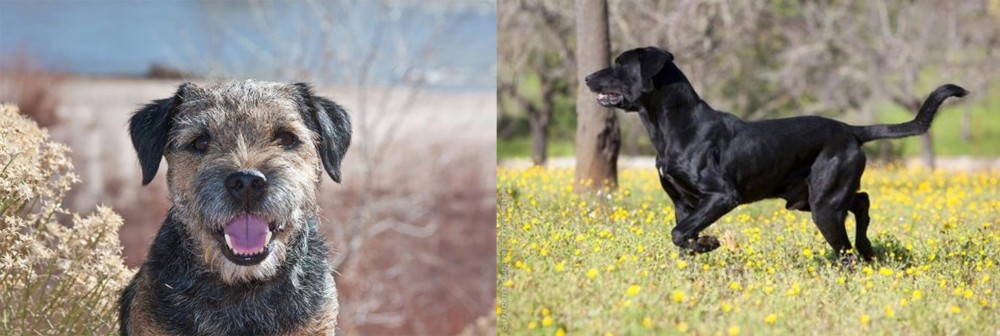 Perro de Pastor Mallorquin vs Border Terrier - Breed Comparison
