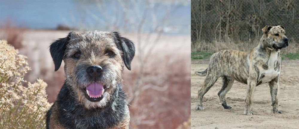 Perro de Presa Mallorquin vs Border Terrier - Breed Comparison