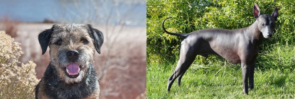 Peruvian Hairless vs Border Terrier - Breed Comparison