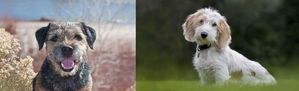 Petit Basset Griffon Vendeen vs Border Terrier - Breed Comparison