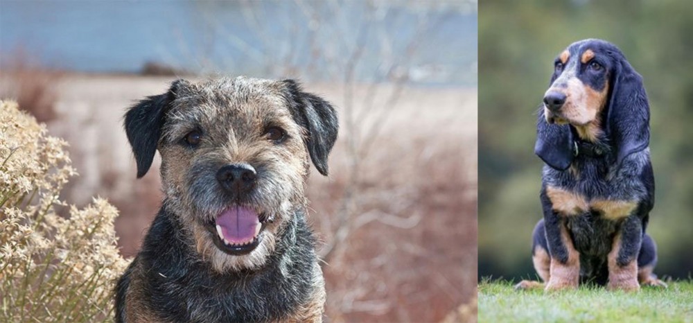 Petit Bleu de Gascogne vs Border Terrier - Breed Comparison