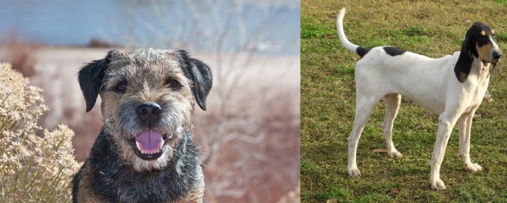 Petit Gascon Saintongeois vs Border Terrier - Breed Comparison