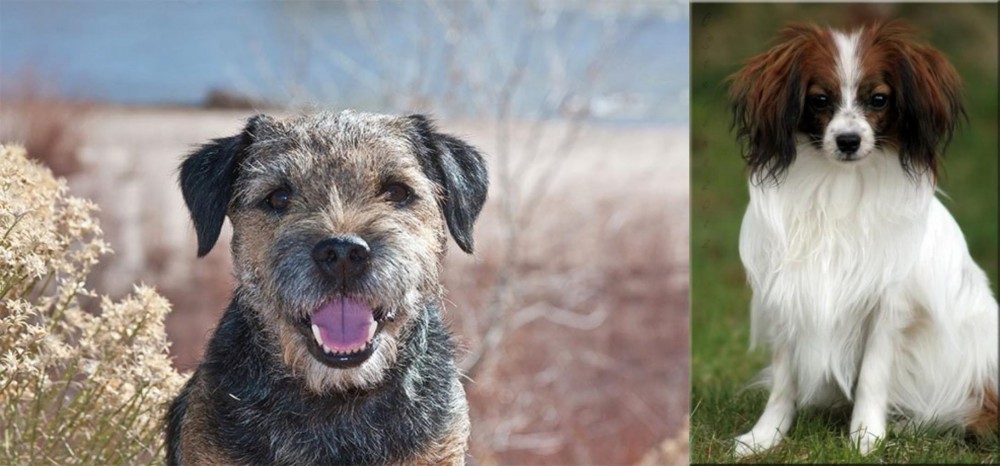 Phalene vs Border Terrier - Breed Comparison