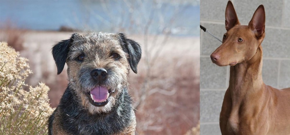 Pharaoh Hound vs Border Terrier - Breed Comparison