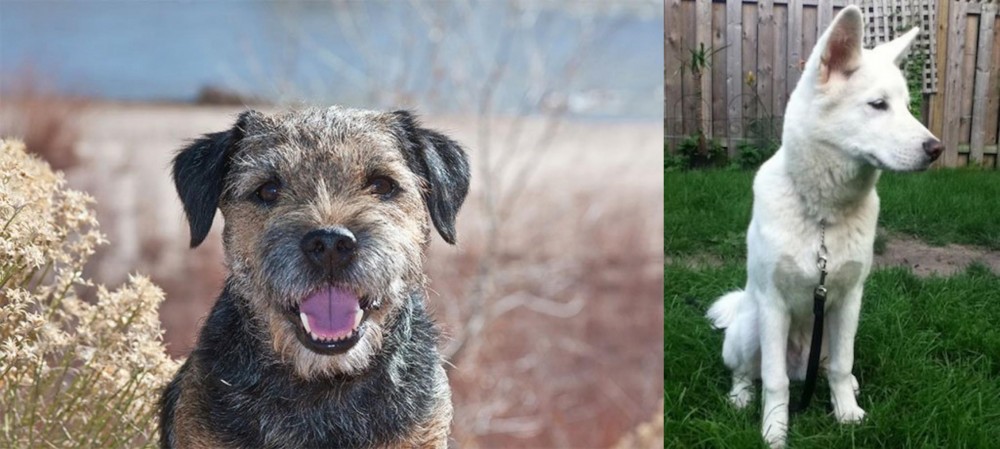 Phung San vs Border Terrier - Breed Comparison