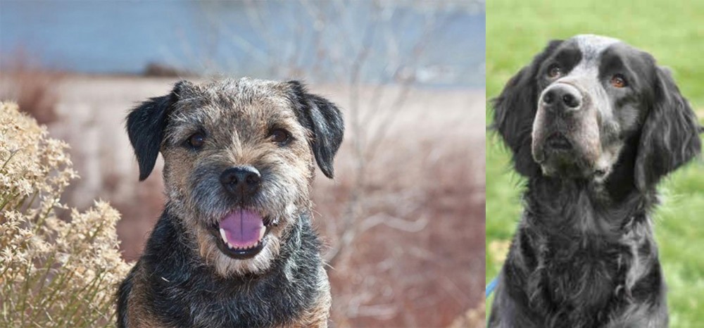Picardy Spaniel vs Border Terrier - Breed Comparison