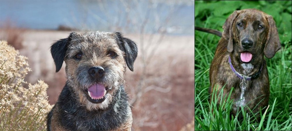 Plott Hound vs Border Terrier - Breed Comparison