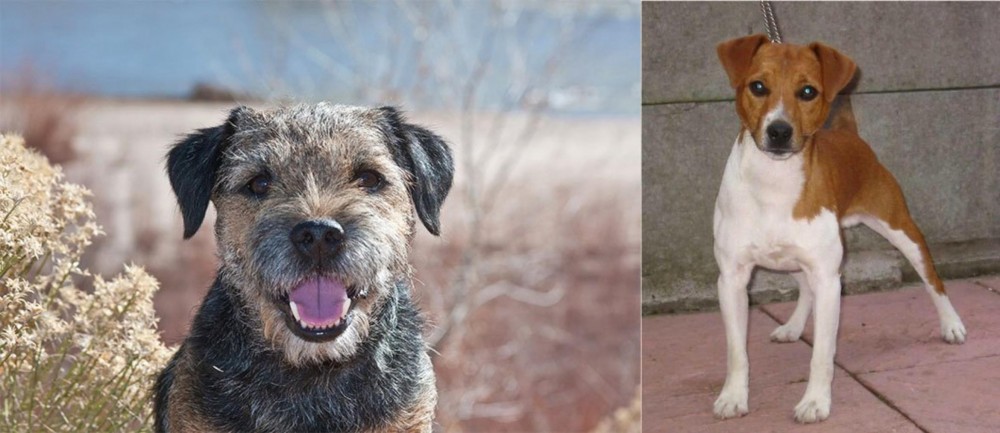Plummer Terrier vs Border Terrier - Breed Comparison