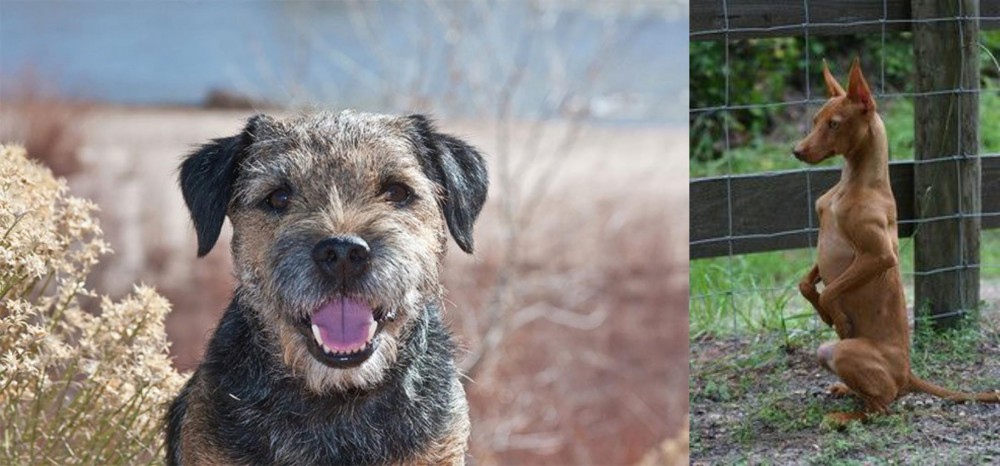Podenco Andaluz vs Border Terrier - Breed Comparison