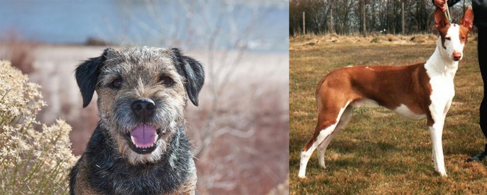 Podenco Canario vs Border Terrier - Breed Comparison
