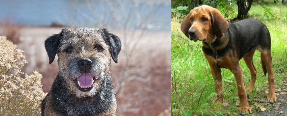 Polish Hound vs Border Terrier - Breed Comparison