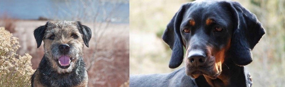 Polish Hunting Dog vs Border Terrier - Breed Comparison