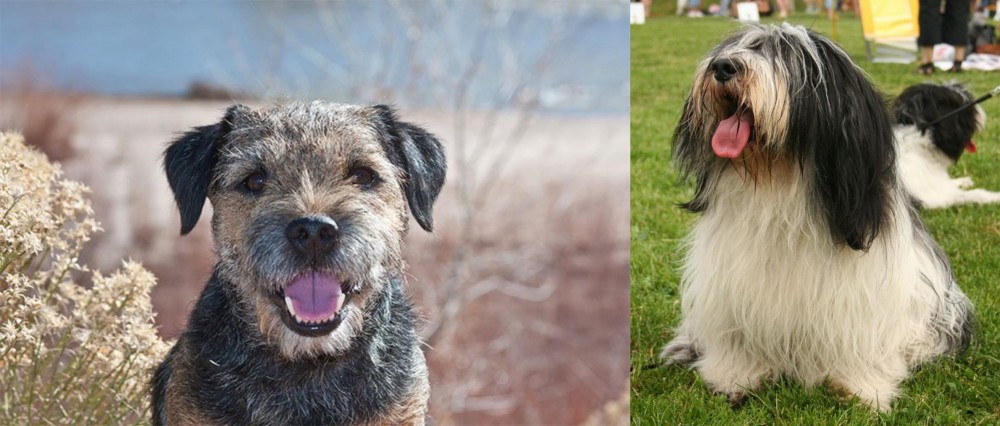 Polish Lowland Sheepdog vs Border Terrier - Breed Comparison