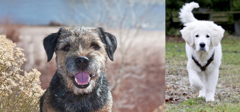 Polish Tatra Sheepdog vs Border Terrier - Breed Comparison