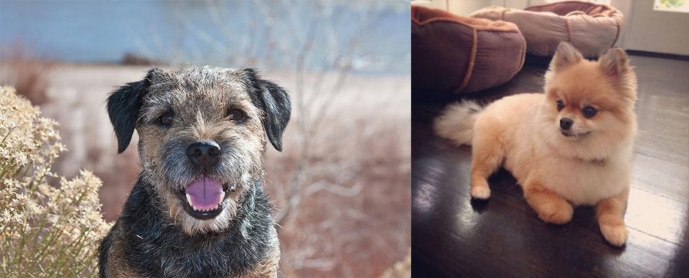 Pomeranian vs Border Terrier - Breed Comparison