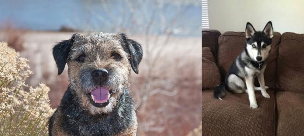 Pomsky vs Border Terrier - Breed Comparison