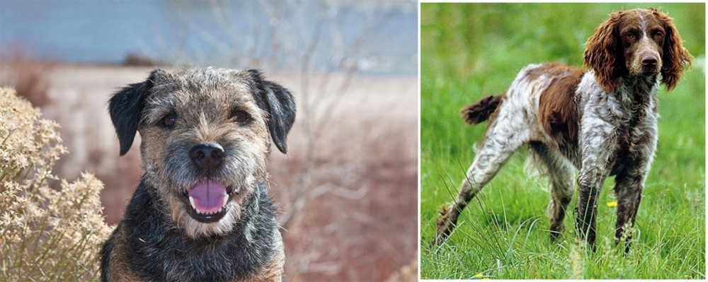 Pont-Audemer Spaniel vs Border Terrier - Breed Comparison