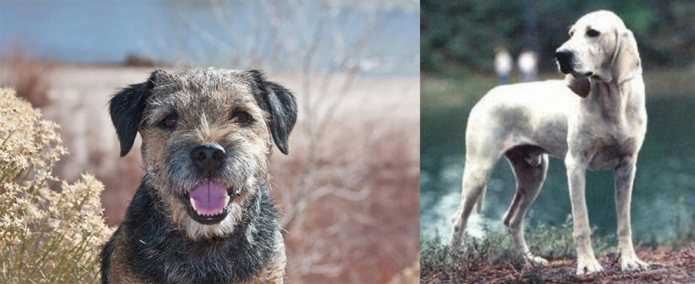Porcelaine vs Border Terrier - Breed Comparison