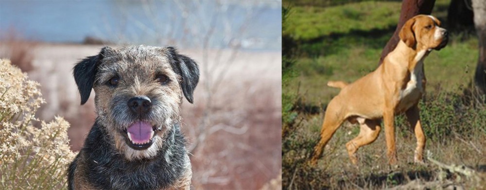 Portuguese Pointer vs Border Terrier - Breed Comparison