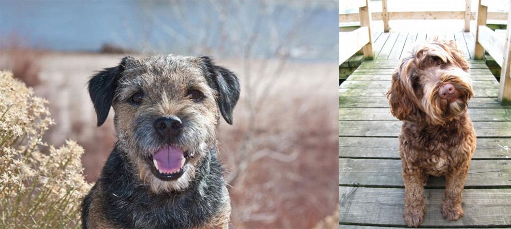Portuguese Water Dog vs Border Terrier - Breed Comparison