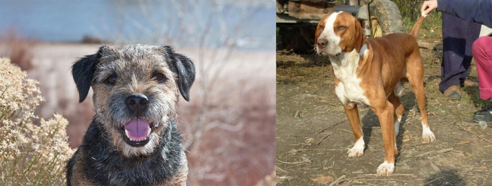 Posavac Hound vs Border Terrier - Breed Comparison