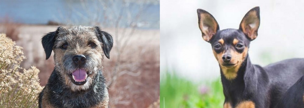 Prazsky Krysarik vs Border Terrier - Breed Comparison