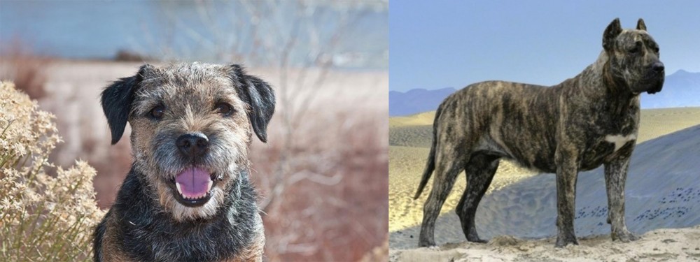Presa Canario vs Border Terrier - Breed Comparison
