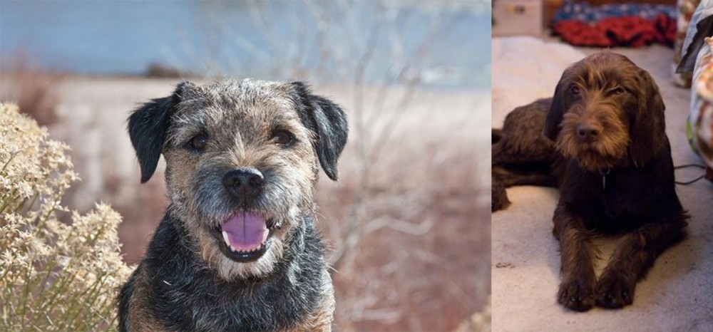 Pudelpointer vs Border Terrier - Breed Comparison