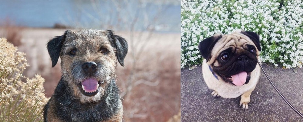 Pug vs Border Terrier - Breed Comparison