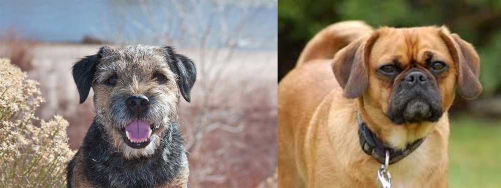 Pugalier vs Border Terrier - Breed Comparison
