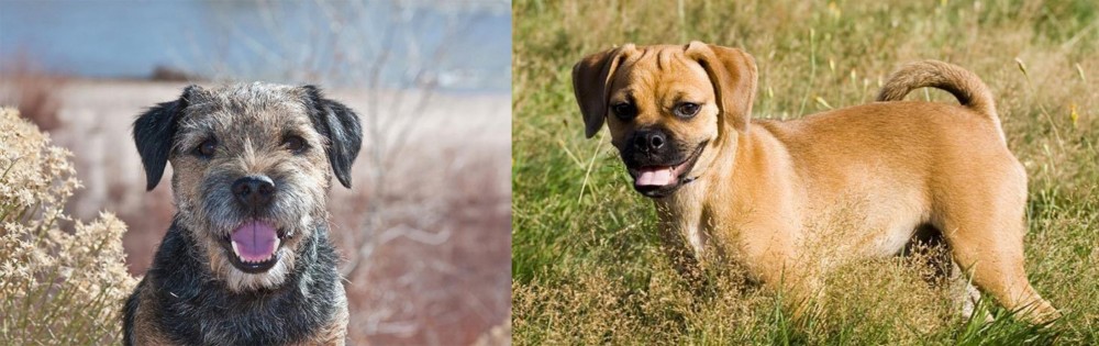 Puggle vs Border Terrier - Breed Comparison