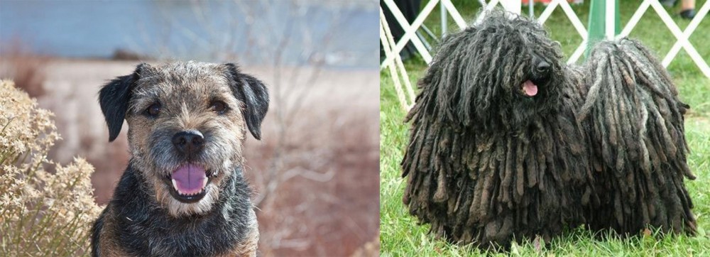 Puli vs Border Terrier - Breed Comparison