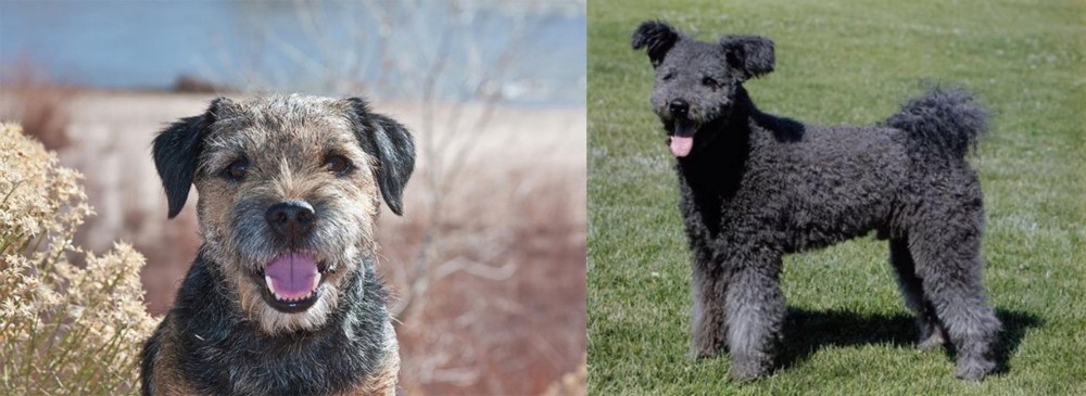 Pumi vs Border Terrier - Breed Comparison