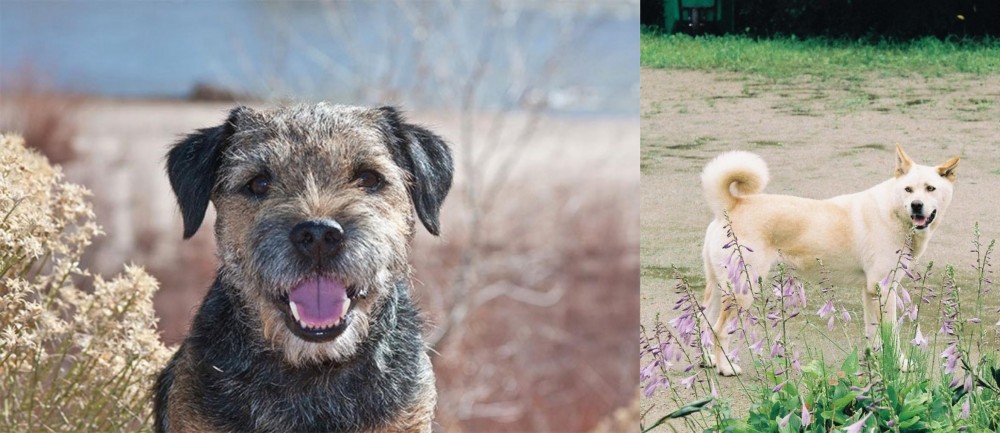 Pungsan Dog vs Border Terrier - Breed Comparison