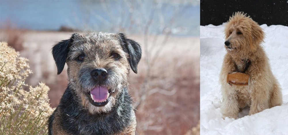Pyredoodle vs Border Terrier - Breed Comparison