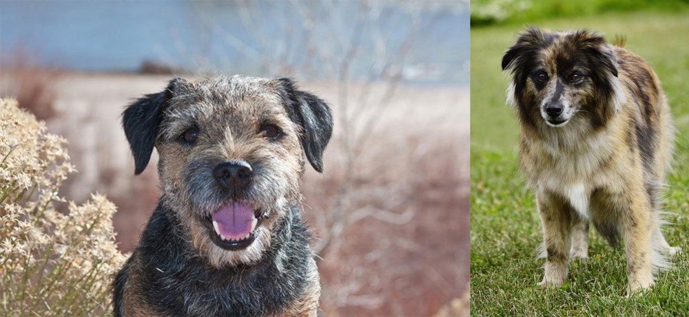 Pyrenean Shepherd vs Border Terrier - Breed Comparison