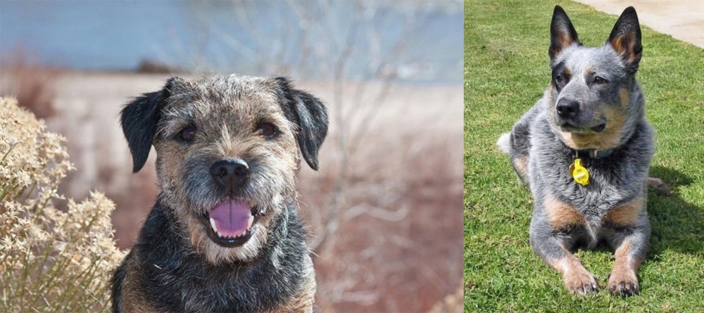 Queensland Heeler vs Border Terrier - Breed Comparison
