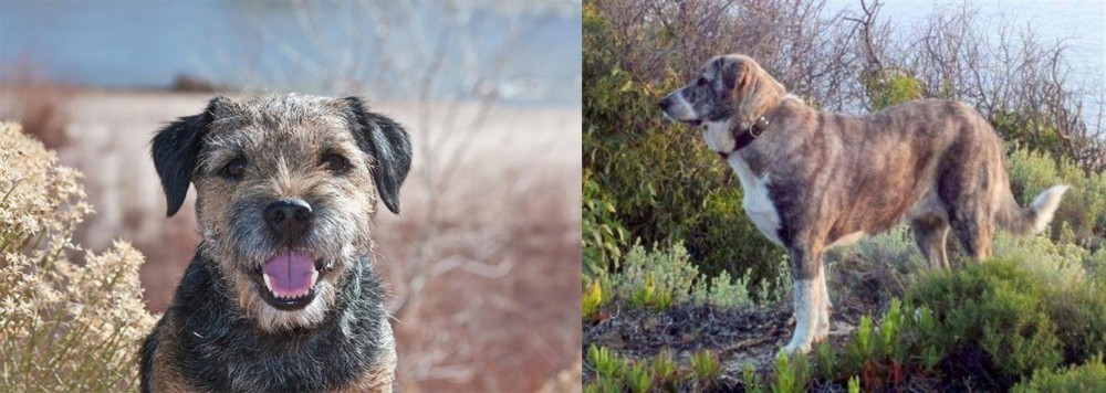 Rafeiro do Alentejo vs Border Terrier - Breed Comparison