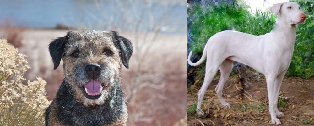 Rajapalayam vs Border Terrier - Breed Comparison