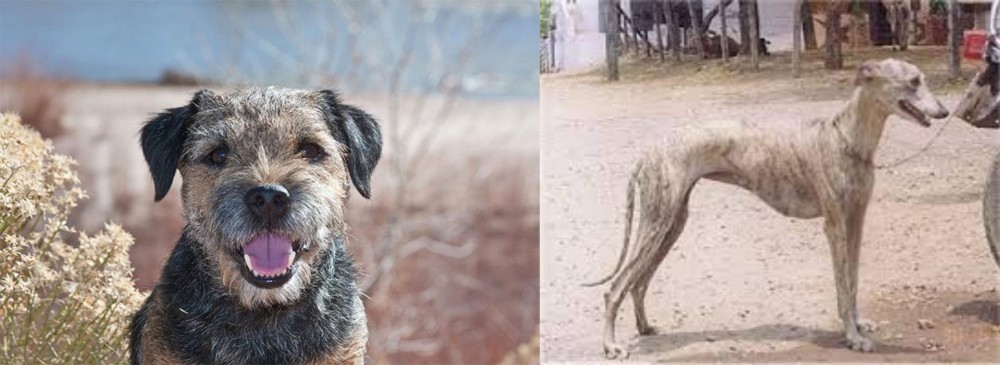 Rampur Greyhound vs Border Terrier - Breed Comparison