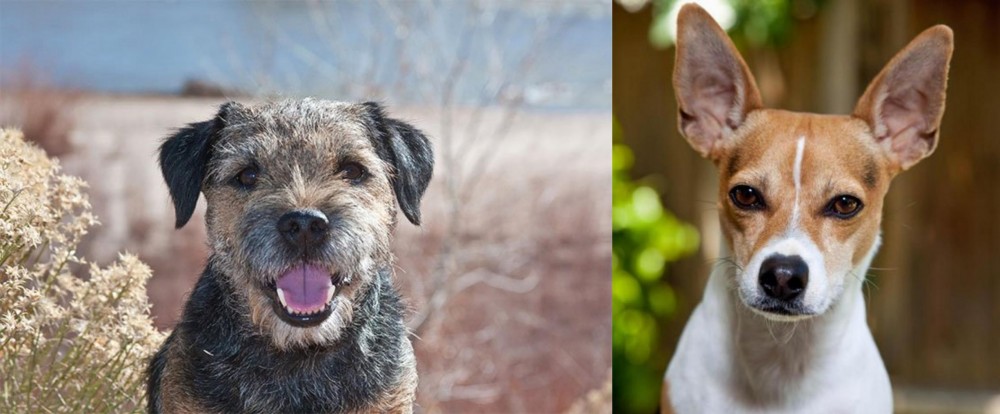 Rat Terrier vs Border Terrier - Breed Comparison
