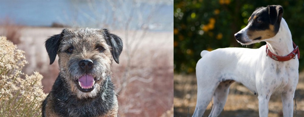 Ratonero Bodeguero Andaluz vs Border Terrier - Breed Comparison